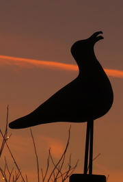 De belichting is op automaat, maar dan met de +/- knop 2 stops onderbelicht
